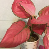 小花花