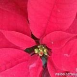 刘得淼