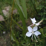 草履虫