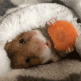 仓鼠('・ω・')萌