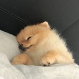 阿莱