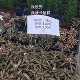 中分式垃圾袋