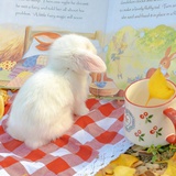 兰韵铁观音拿铁