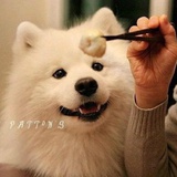似风飘散
