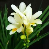 花花妈妈