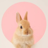 南瓜南瓜乌拉拉