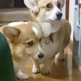 彭万水