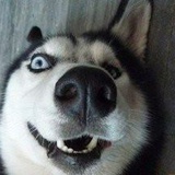 孤狗男神🐶