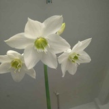 彩云追月