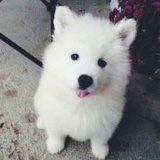 二狗汪汪
