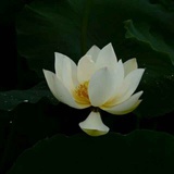 韩承林