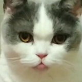布狗牙