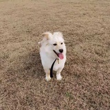 西柚
