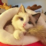 不说话的猫