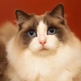 zyk