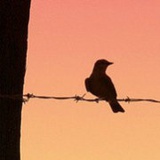 我爱烹饪吃吃喝