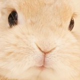 黑糖珍珠圣代