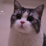 笨猫儿