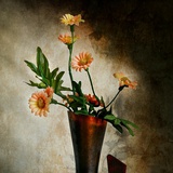 妞妞不爱吃香菜