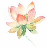 Water Lily