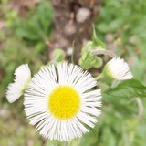 wfshally
