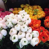 小小竹