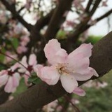 笑笑如是也