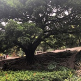 小白