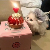 吉吉
