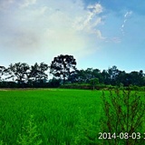 红豆