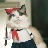 小小虎