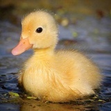 little dou