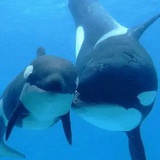 whisperwhisper