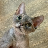 清涵