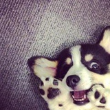 今天单词背了么