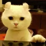 乌啦啦啦