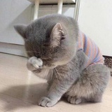 爱吃鱼的笨猫
