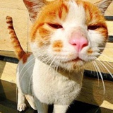 🐈喵咔嚓