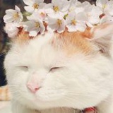 不念的念Z