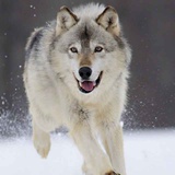 北冥有鱼其名大