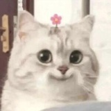 吃瓜路人