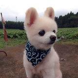 王超