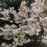 春风十里