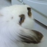 猫咪yaya