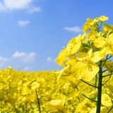 小花