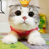 猫耳朵