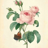 Anbolin