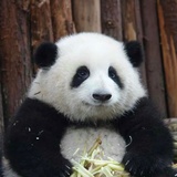 悠哉大王王