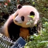 袁花花