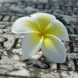 L萱萱_Jasmine